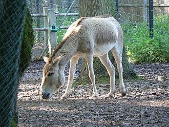 Asinus