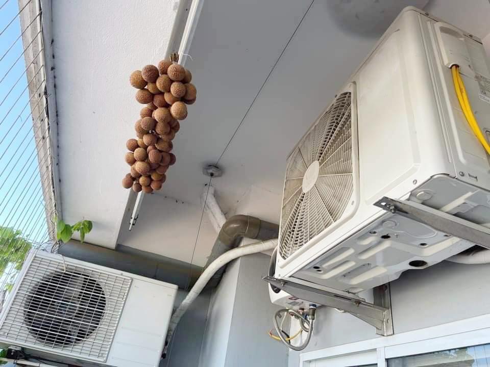 1001 cách làm vải sấy khô từ cái nắng gay gắt của những ngày nóng kéo dài