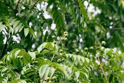 Vị sấu đầu mùa, vị của món ngon Hà Nội đầu hè