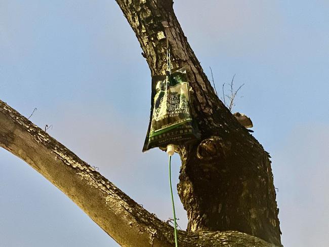 Hà Nội: Hàng sưa quý được truyền dịch “cấp cứu” trước nguy cơ chết khô