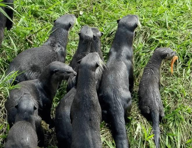 Thấy kỳ đà đánh nhau dữ dội trên bờ, rái cá dưới sông lao lên "hóng hớt"