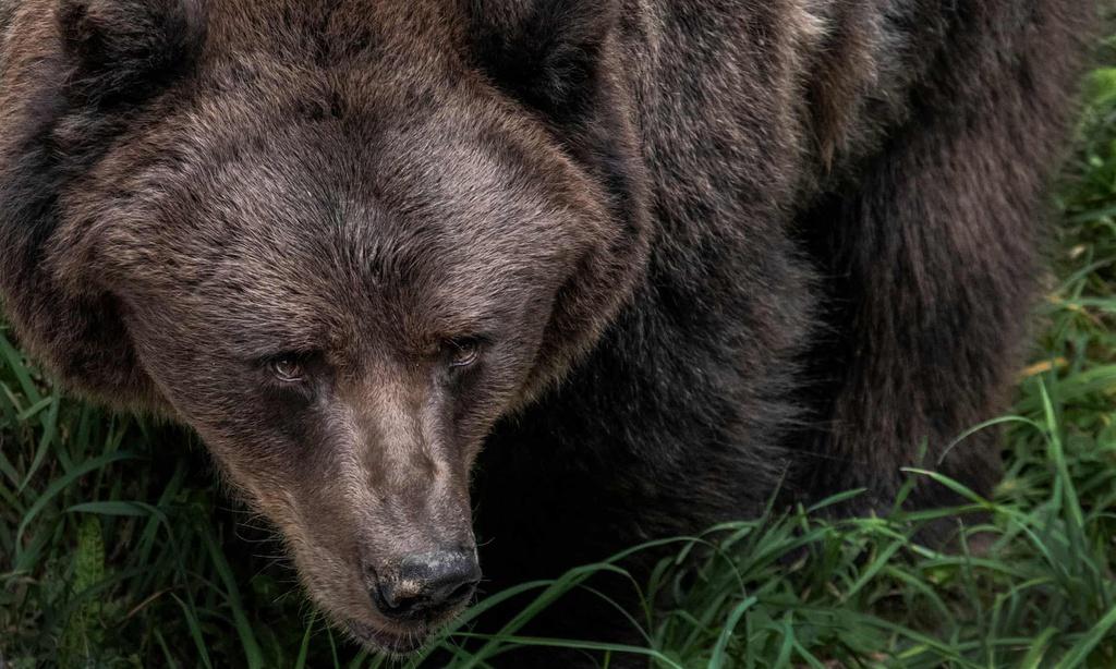 Italy: Tranh cãi về việc trả tự do cho chú gấu nâu ''vượt ngục'' nhiều lần