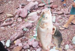 Người dân liều mình săn cá lớn dưới chân hồ Kẻ Gỗ