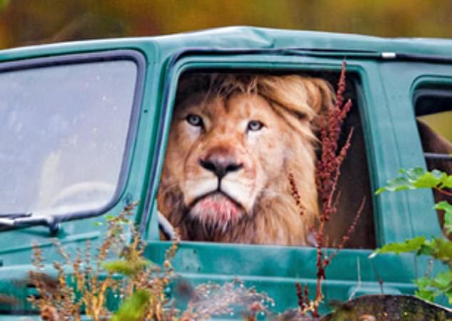 Sư tử ngồi trên ghế lái ô tô để chuẩn bị đi săn mồi