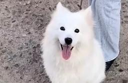 Vừa đẹp vừa biết điều, chú chó được giải cứu trước giờ vào lò mổ