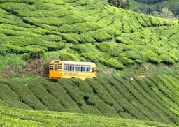 Cao nguyên Cameron nơi nghỉ dưỡng tuyệt vời của du khách khi tới Malaysia