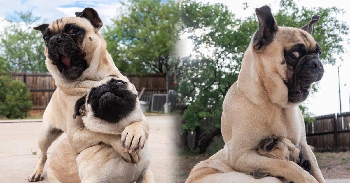 Hai anh em chó Pug nổi tiếng vì tài "diễn sâu" như "idol" Nguyễn Văn Dúi