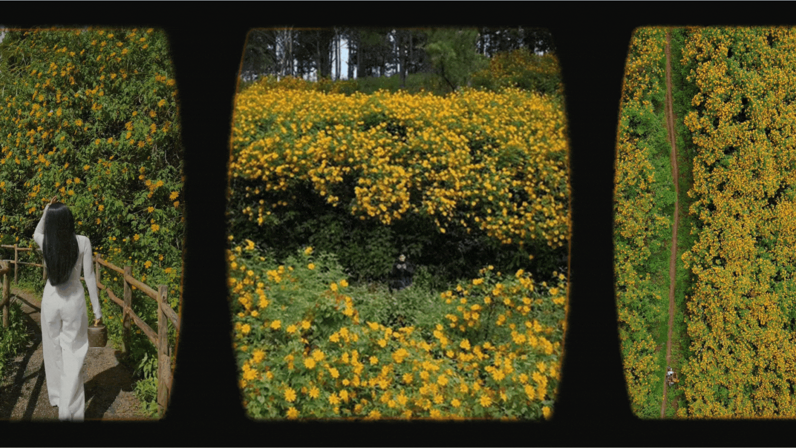 Đà Lạt bước vào mùa dã quỳ đẹp mơ màng, phủ kín cả triền đồi rực rỡ