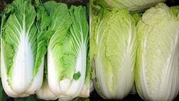 Cải thảo trắng và cải thảo xanh, nên chọn mua loại nào mới có nhiều dinh dưỡng?