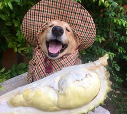 MXH sốt xình xịch vì chú chó 7 năm theo chủ bán sầu riêng quá đáng yêu