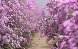 Du lịch Cần Thơ nhớ check-in ở vườn hoa thạch thảo đẹp như mơ