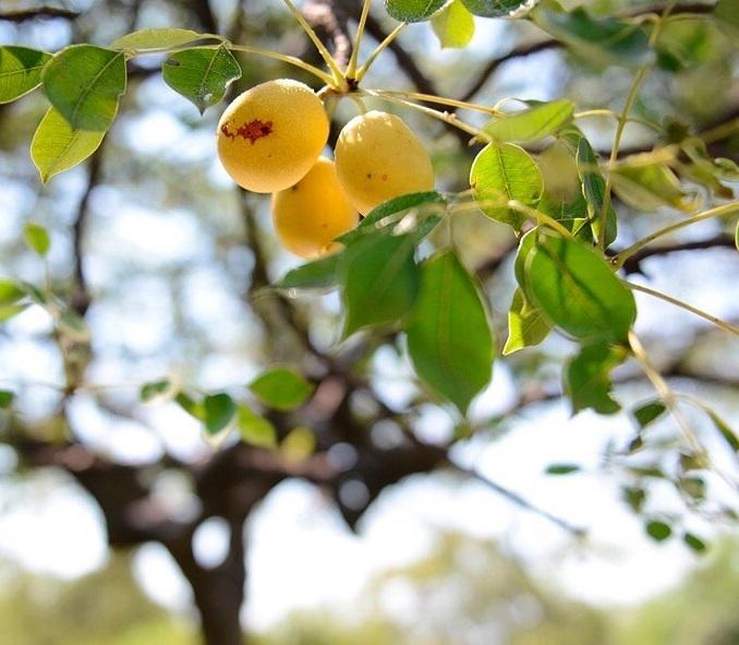 Marula, loại quả có họ với xoài nhưng voi ăn phải say quên lối về