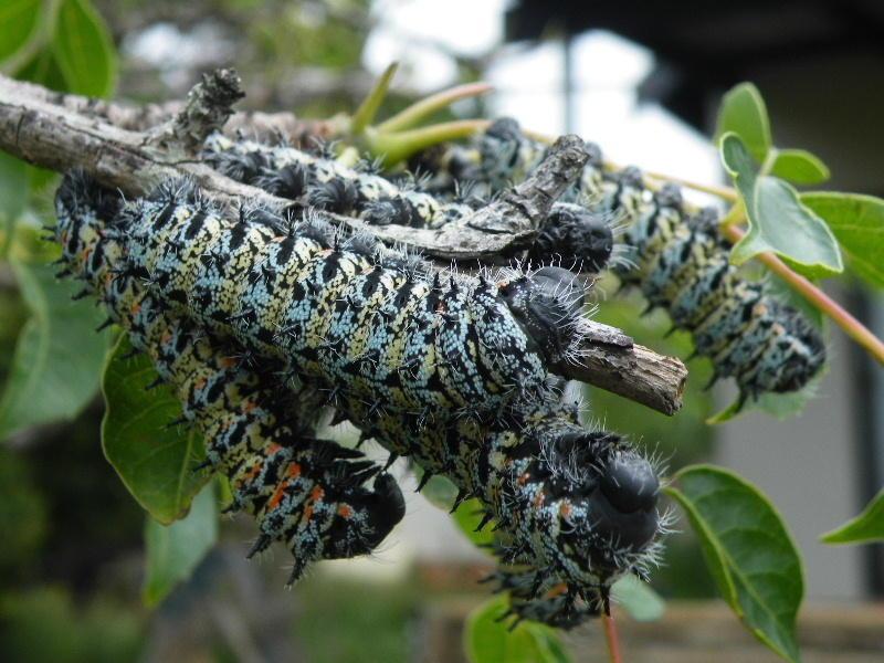 Mopane - loài sâu lông nhìn ai cũng sợ nhưng giá đắt hơn cả thịt bò Kobe