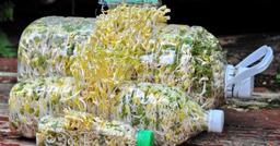 4 cách làm giá đỗ cực đơn giản bằng những vật dụng nhà nào cũng có