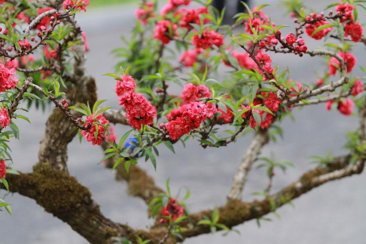 Chọn hoa đào thế nào để mang lại nhiều may mắn trong ngày Tết