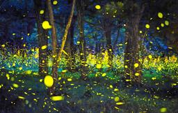 4 lễ hội làm say lòng cả người bản địa lẫn du khách ở Nhật Bản vào tháng 6