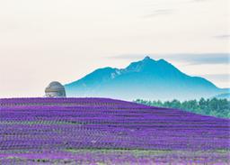 Tượng Phật khổng lồ giữa cánh đồng hoa, điểm du lịch nổi tiếng ở Hokkaido