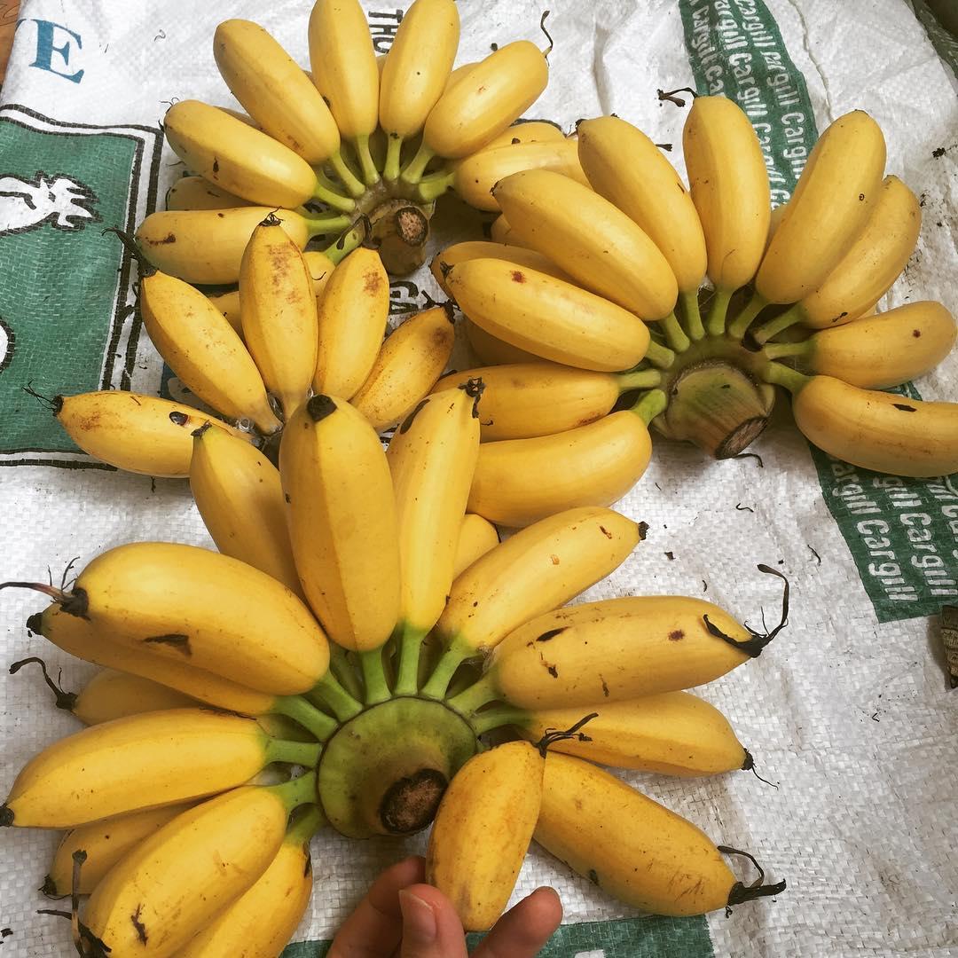 Cách phân biệt 4 loại chuối phổ biến ở Việt Nam, có 2 loại rất dễ nhầm lẫn