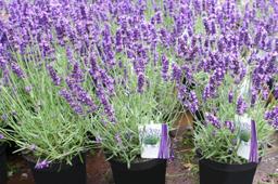 5 loài cây, hoa dễ trồng lại đuổi muỗi hiệu quả, nhiều công dụng