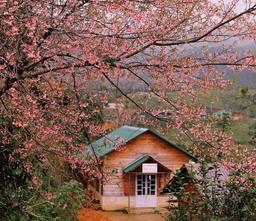 Đến Đà Lạt vào những ngày đẹp nhất trong năm để ngắm mai anh đào nở rộ