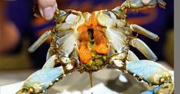 5 món ăn sống nổi tiếng ở Hàn Quốc không phải ai cũng dám thử