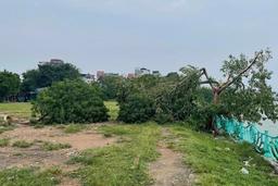 Cây cô đơn Hồ Tây bị mưa dông quật gãy sẽ được trồng lại ở vị trí cũ