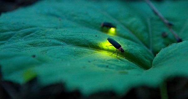 Giới khoa học lên tiếng về cộng đồng đom đóm, nhiều nơi liệt vào 'sách đỏ'