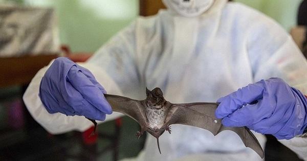 Chuyên gia Singapore cảnh báo nguy cơ đại dịch mới do virus SARS-CoV-3