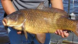 4 mẹo chọn mua cá chép ngon, ngọt, chắc thịt