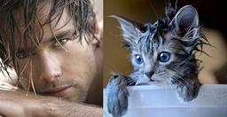 Học tập các siêu mẫu mèo tạo dáng không thua gì người mẫu chuyên nghiệp