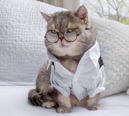Mèo mập trở thành ngôi sao thời trang mạng xã hội