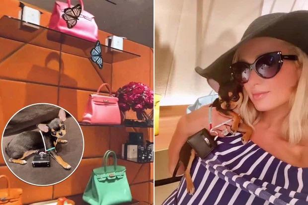 Sướng như chó cưng của Paris Hilton: Chủ nhân của túi hiệu 130 triệu đồng