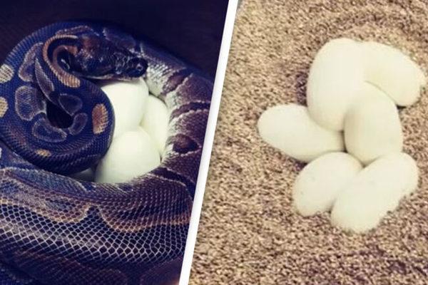 Mỹ: Trăn Hoàng gia gây sốc khi không cần bạn tình vẫn đẻ 7 quả trứng