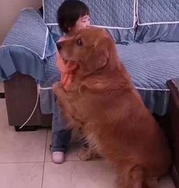 Thấy cô chủ nhỏ bị mẹ mắng, chú chó liền chạy tới bảo vệ