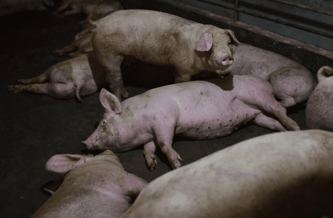 Phát hiện chủng virus corona mới có thể lây từ lợn sang người