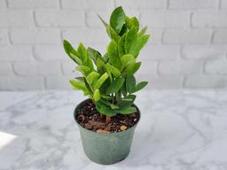 Ninh Bình: Bé 6 tuổi nhập viện cấp cứu vì ngộ độc cây kim tiền