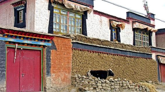 Phân bò là biểu tượng của sự giàu có ở Tây Tạng