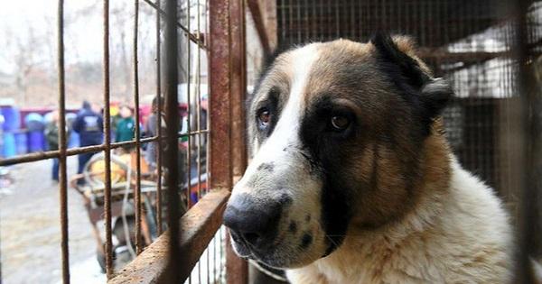 Hành hạ chó mèo từ tháng 4/2021 có thể bị phạt tới 3 triệu đồng