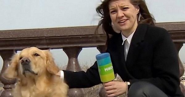 Hy hữu: Chú chó giật mic nữ phóng viên trên sóng truyền hình trực tiếp