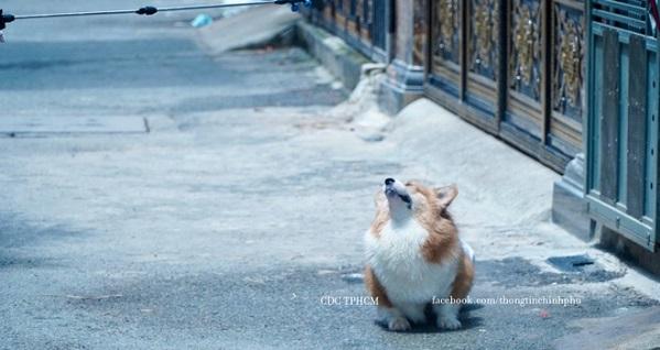 Biểu cảm chờ đợi phun khử khuẩn của chú chó ở TP.HCM bất ngờ nổi trên mạng