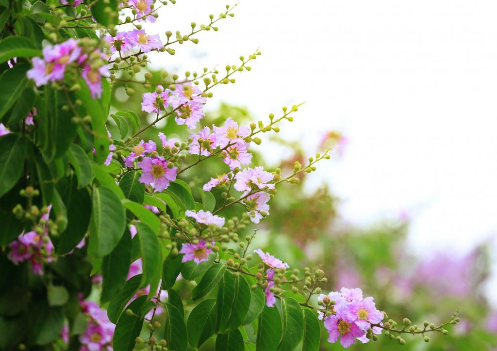 Thời tiết 9/6: Bắc Bộ trời mát, nhiều nơi có mưa dông, Nam Bộ chủ yếu mưa về chiều tối