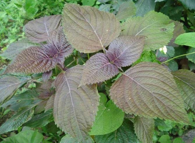 Rau tía tô có phòng chống được Covid-19?