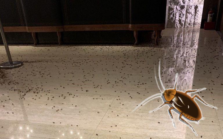 Con nợ chây ì không trả tiền, chủ nợ dùng 1000 con gián để "dằn mặt"