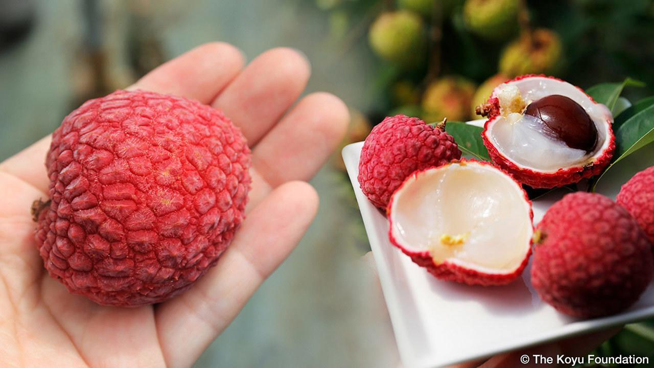 Mùa vải đến muốn ăn "thả ga" nhưng lại lo bị nóng: Hãy thử áp dụng 3 phương pháp sau để khắc phục nỗi lo