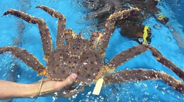 Dịch bệnh kéo dài khiến nhà hàng hải sản đóng cửa lâu: Tôm hùm, cua hoàng đế, bào ngư ế ẩm khi bán online