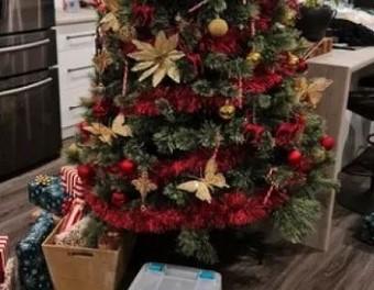 Úc: Rắn hổ ma độc nấp dưới cây thông Giáng sinh