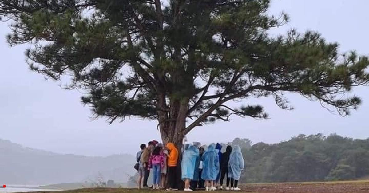 Bức ảnh nhóm du khách trú mưa dưới gốc cây cô đơn ở Đà Lạt có gì mà ai nhìn vào cũng thấy "lạnh gáy"?