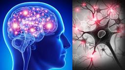 Xuất hiện bệnh não mới ở 40% người cao tuổi