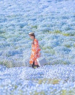 Ngẩn ngơ trước cánh đồng 4,5 triệu bông hoa phấn điệp ở công viên Nhật Bản