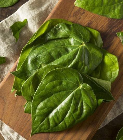 Lá lốt và lá trầu không khác nhau thế nào? Cách phân biệt 2 loại lá ra sao?